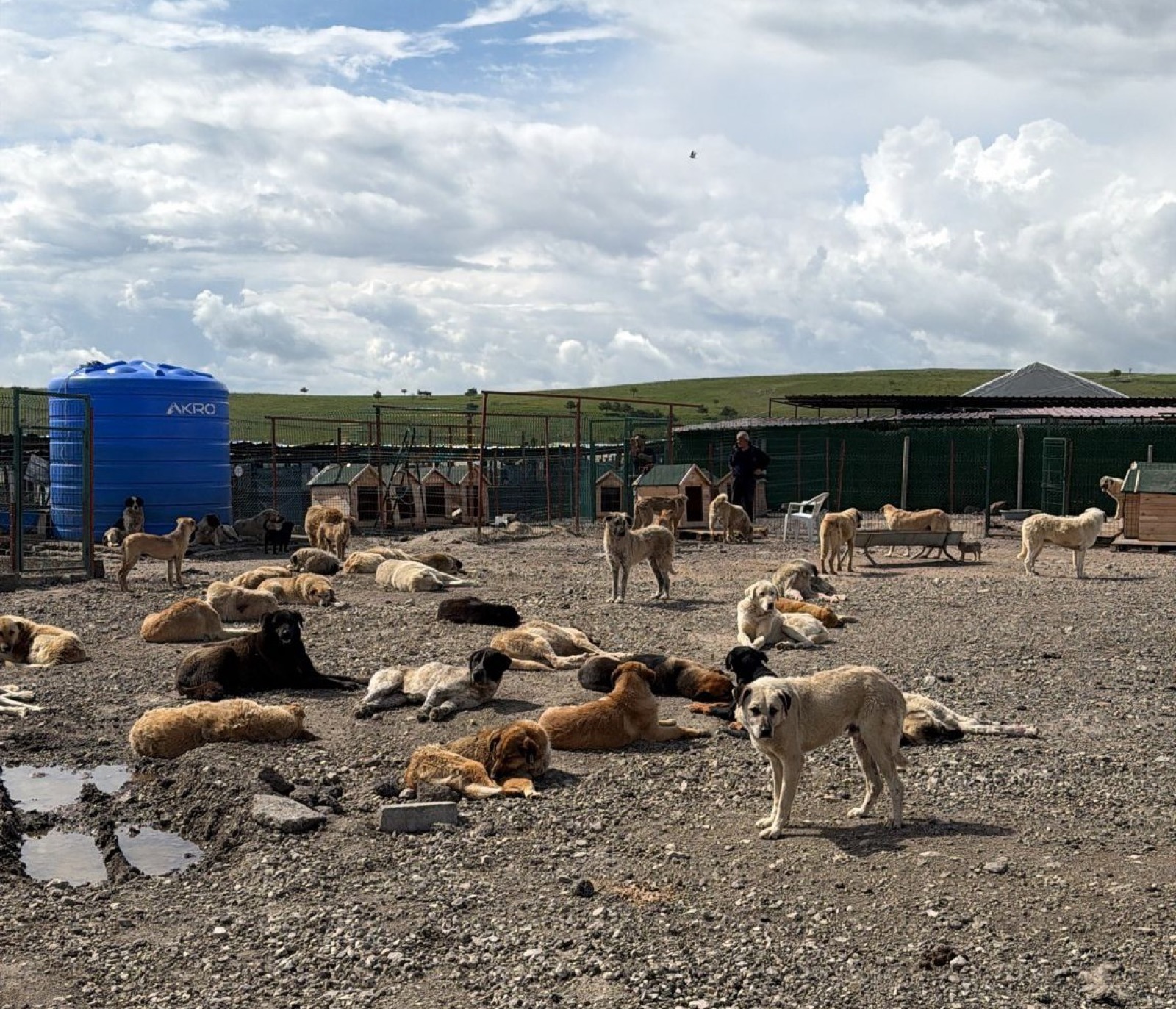 Gerettete Hunde